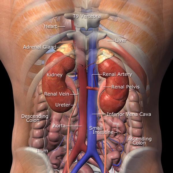 kidney anatomy1
